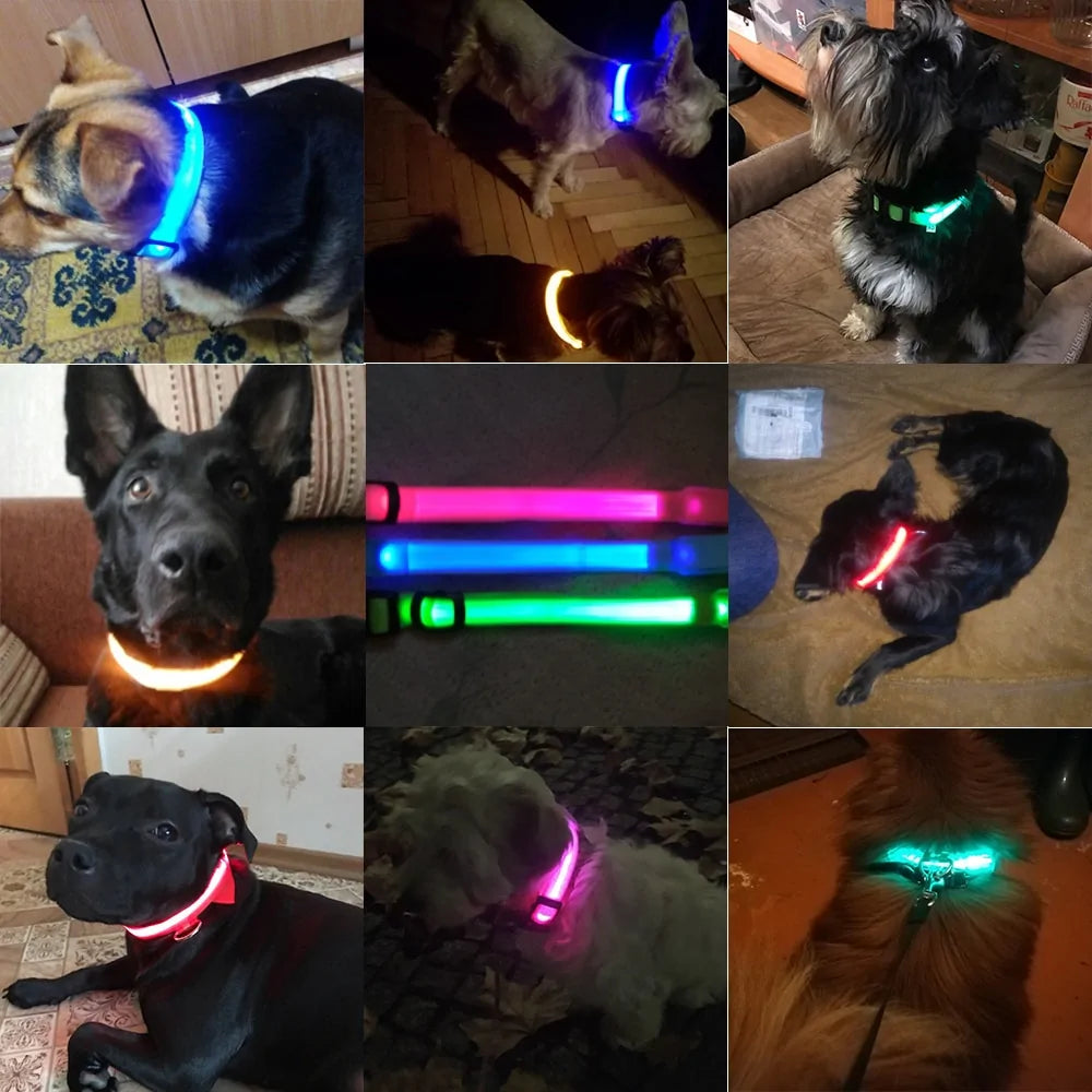 Luminous Safety Dog Collar